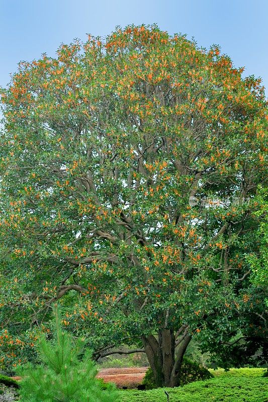 桂花/香橄榄/甜茶花